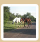caballos